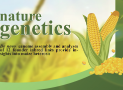 Nature Genetics|构建玉米核心自交系泛基因组——解析玉米杂种优势形成机理！